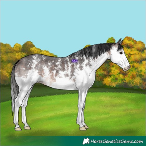 Horse Color:Brown Sabino Splash 