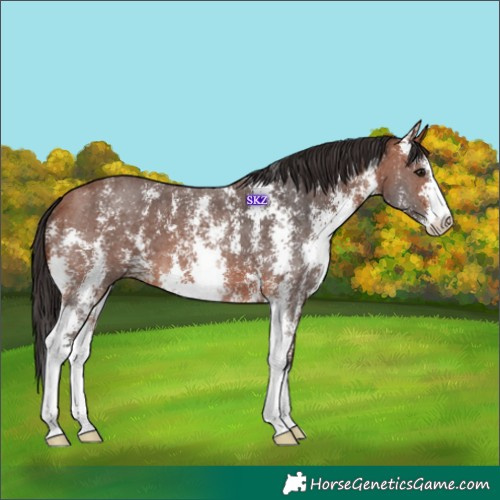 Horse Color:Bay Sabino 