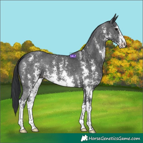 Horse Color:Black Sabino