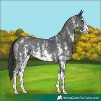 Horse Color:Black Sabino 
