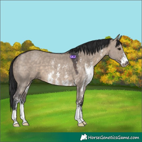 Horse Color:Brown Dun Sabino 