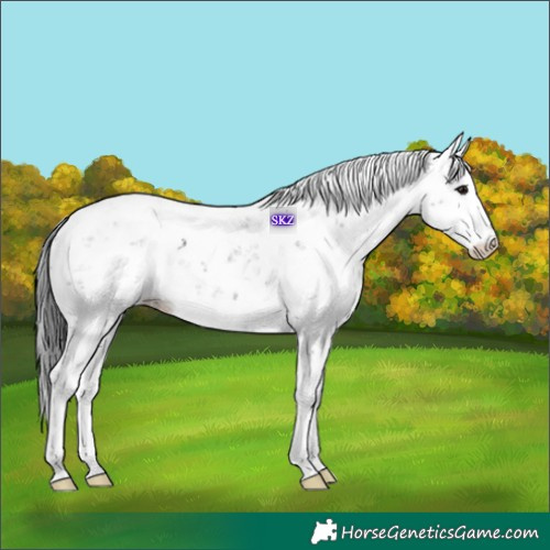 Horse Color:Black Sabino 