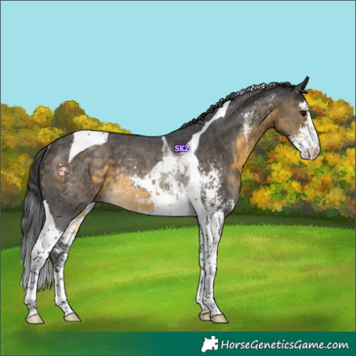 Horse Color:Buckskin Sabino Tobiano Rabicano 