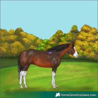 Horse Color:Bay Splash 