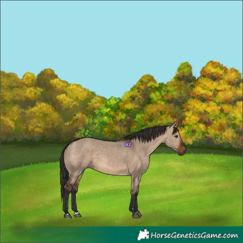 Horse Color:Brown Dun 