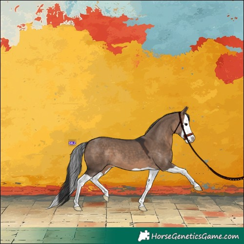 Horse Color:Brown Dun Splash 