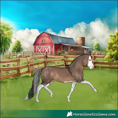 Horse Color:Brown Dun Splash 