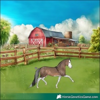 Horse Color:Brown Dun Splash