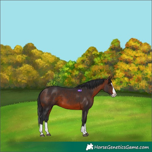 Horse Color:Brown Splash 