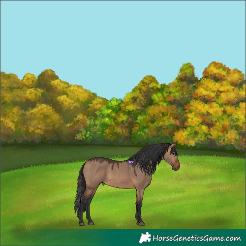 Horse Color:Brown Dun 