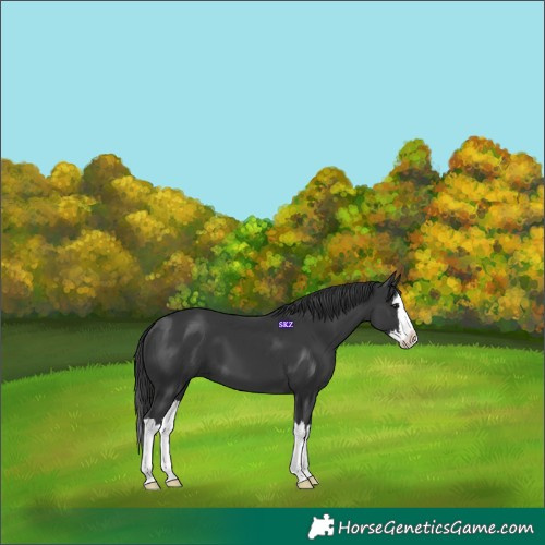 Horse Color:Black Splash 