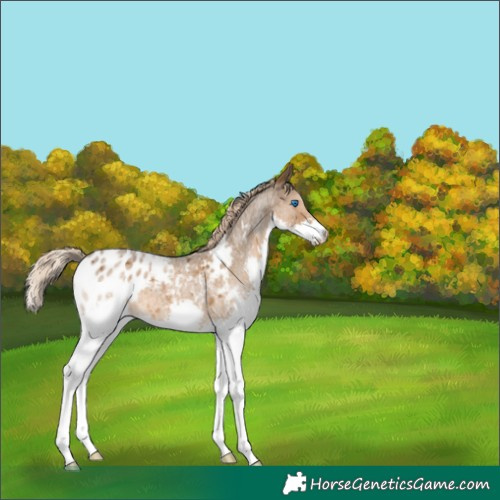Horse Color:Chocolate Palomino Roan Splash Appaloosa 