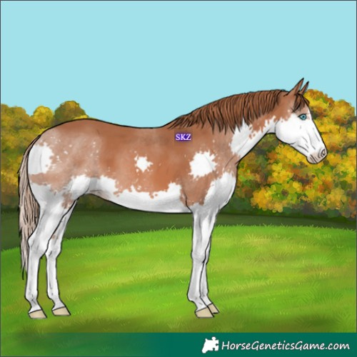 Horse Color:Chestnut Splash 