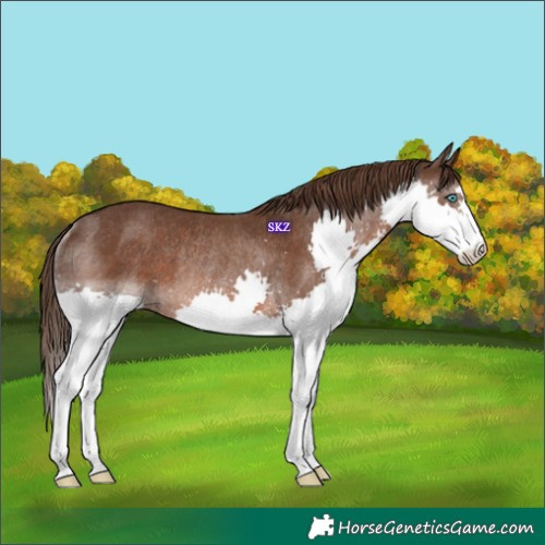Horse Color:Liver Chestnut Splash Rabicano 