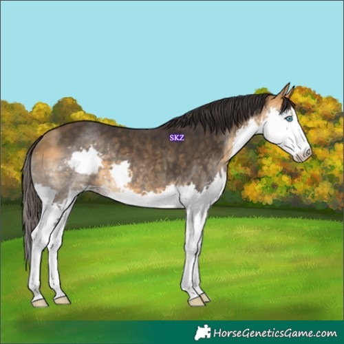 Horse Color:Buckskin Splash 