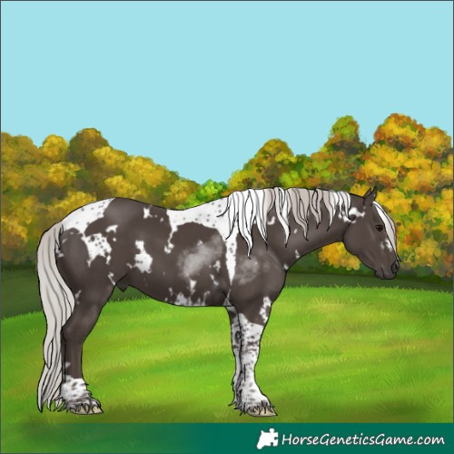Horse Color:White Spotted Silver Black Tobiano 