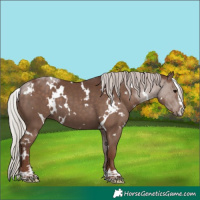 Horse Color:White Spotted Silver Black