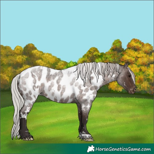 Horse Color:White Spotted Silver Brown Roan Near Leopard Rabicano 