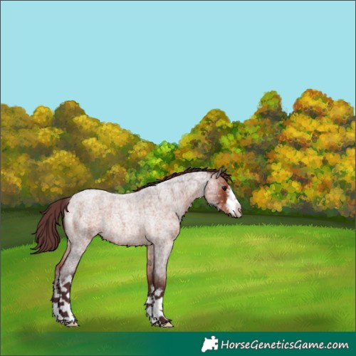 Horse Color:White Spotted Chocolate Bay Ice Roan 
