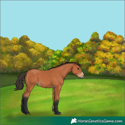 Horse Color:Bay 