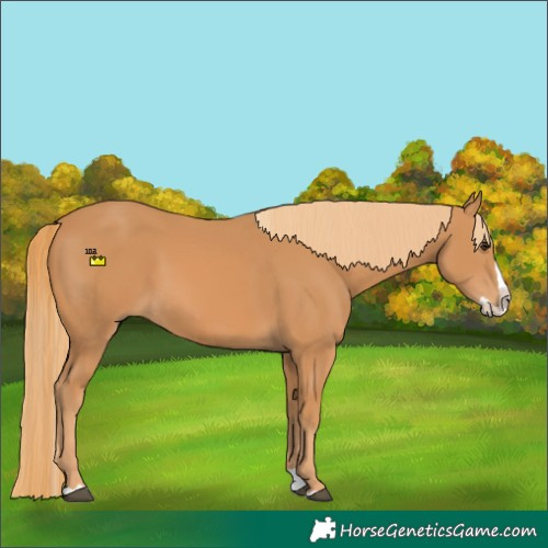 Horse Color:Chestnut Splash