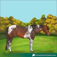 Horse Color:Bay Tobiano Varnish  and Bay Tobiano Varnish 