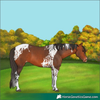 Horse Color:Bay Tobiano Appaloosa  and Bay Tobiano Appaloosa 