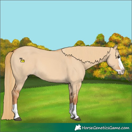 Horse Color:Red Dun Splash