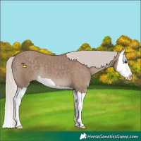 Horse Color:Silver Grullo Splash