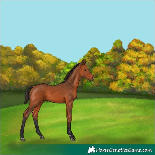 Horse Color:Bay 