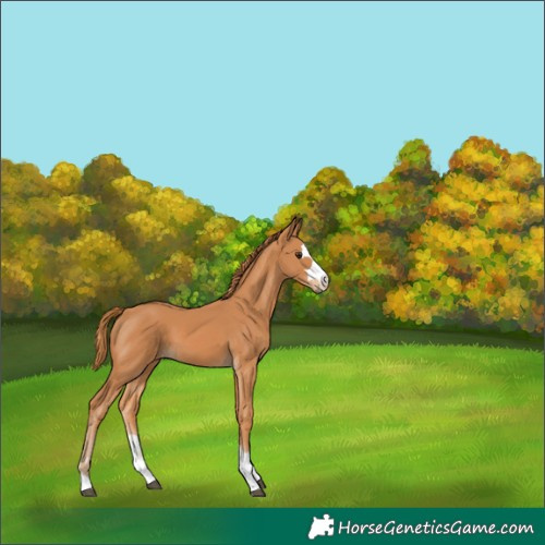 Horse Color:Chestnut 