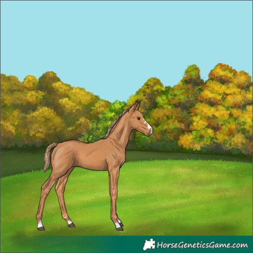 Horse Color:Chestnut 