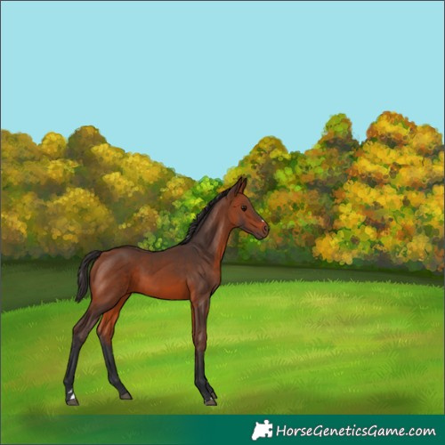 Horse Color:Bay 
