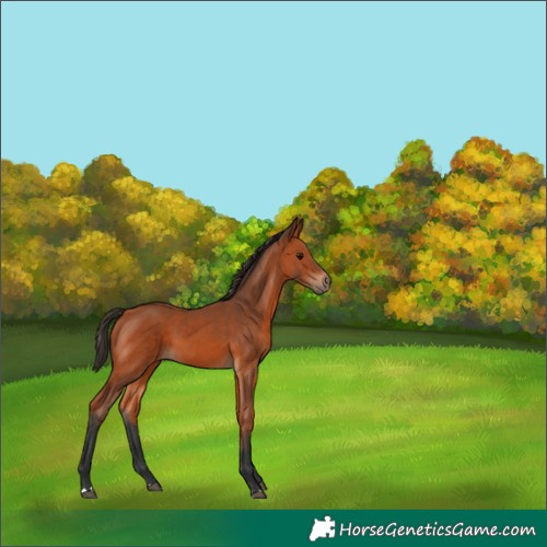 Horse Color:Bay 