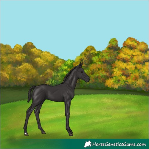 Horse Color:Smoky Black 
