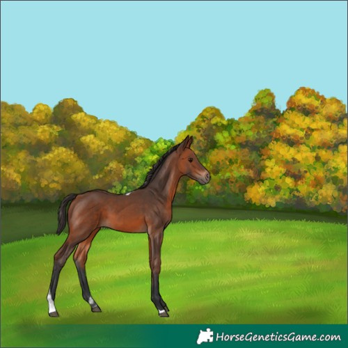 Horse Color:Bay Tobiano 