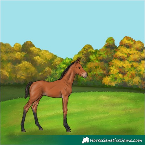 Horse Color:Bay 