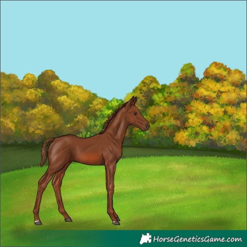Horse Color:Chestnut 