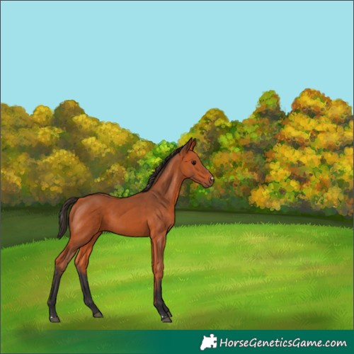 Horse Color:Bay 