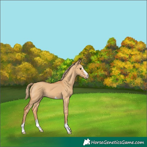 Horse Color:Red Dun 