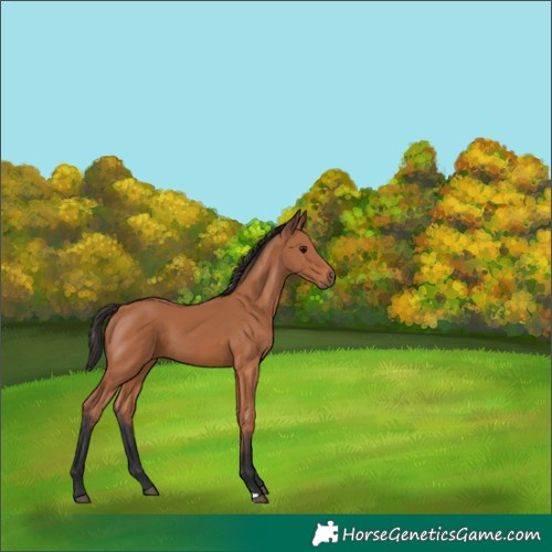Horse Color:Bay 