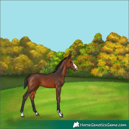 Horse Color:Bay 