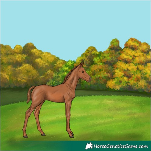Horse Color:Chestnut 