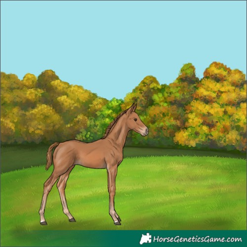 Horse Color:Chestnut 