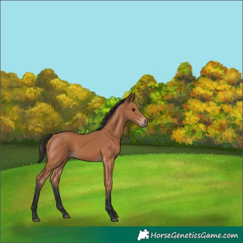 Horse Color:Bay 