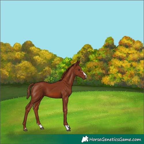 Horse Color:Chestnut 