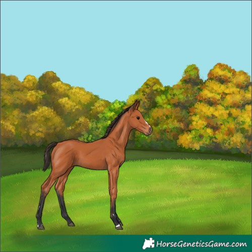 Horse Color:Bay 
