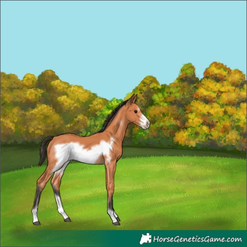 Horse Color:Bay Frame 