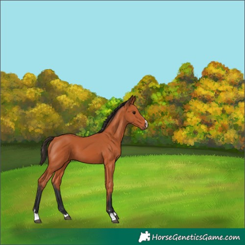 Horse Color:Bay 