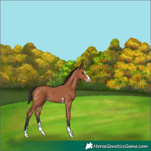 Horse Color:Bay 